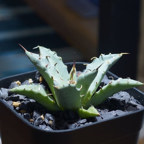 クリストポット　ハイブリッド　アガベ Agave KristPot クリストポット hybrid