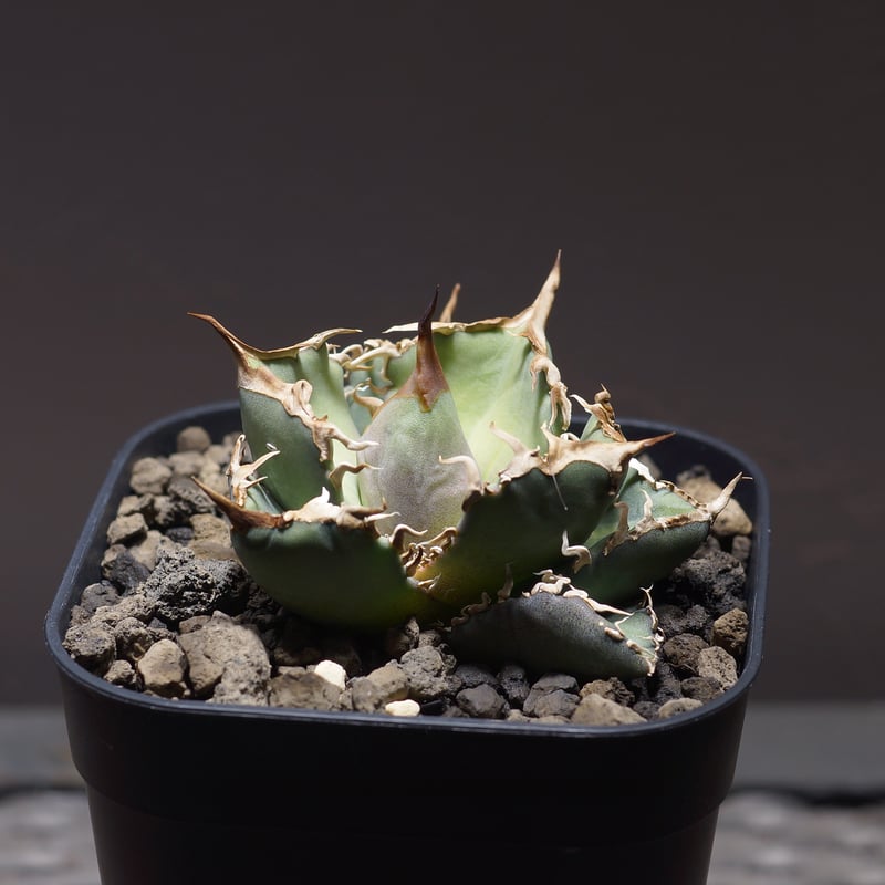 アガベ オテロイ FO-76/子株 F-24 | アガベ専門店 モンスターハウス