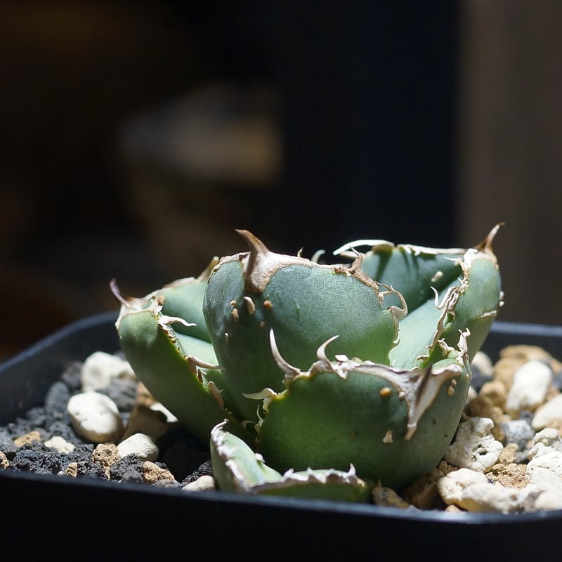 多肉植物 アガベ チタノタ 疣猪 大子株 2株同梱 発根済 多肉