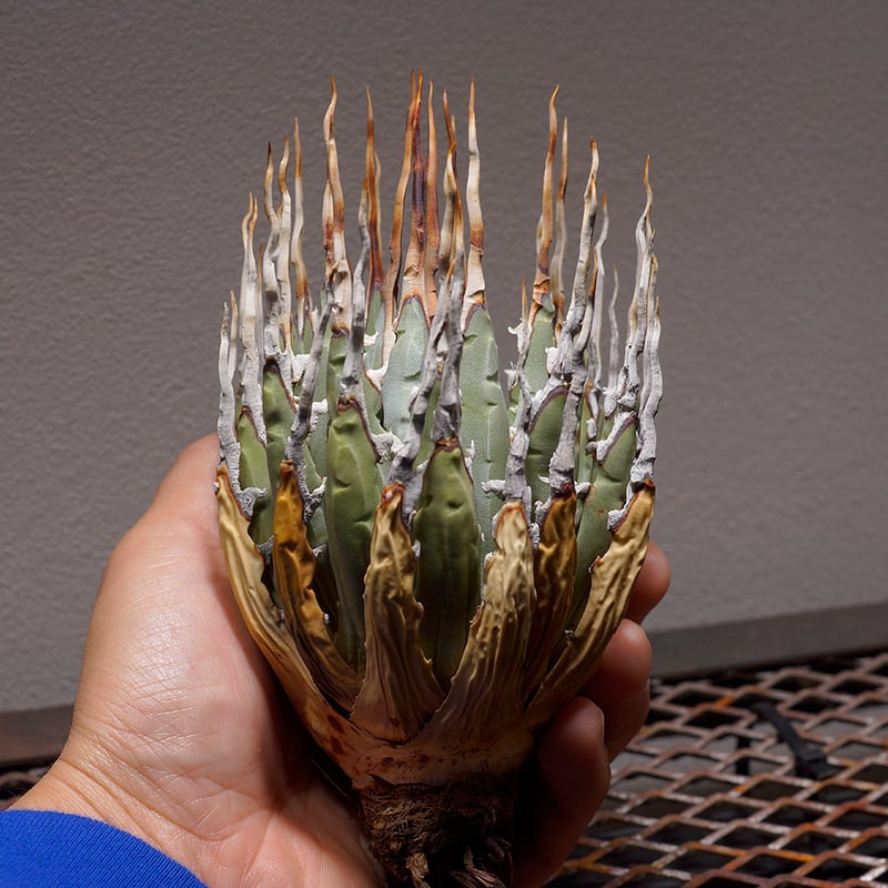 クトゥルフ　アガベ　ユタエンシス　yeitao クトゥルフ アガベ ユタエンシス yeitao クトゥルフ アガベ