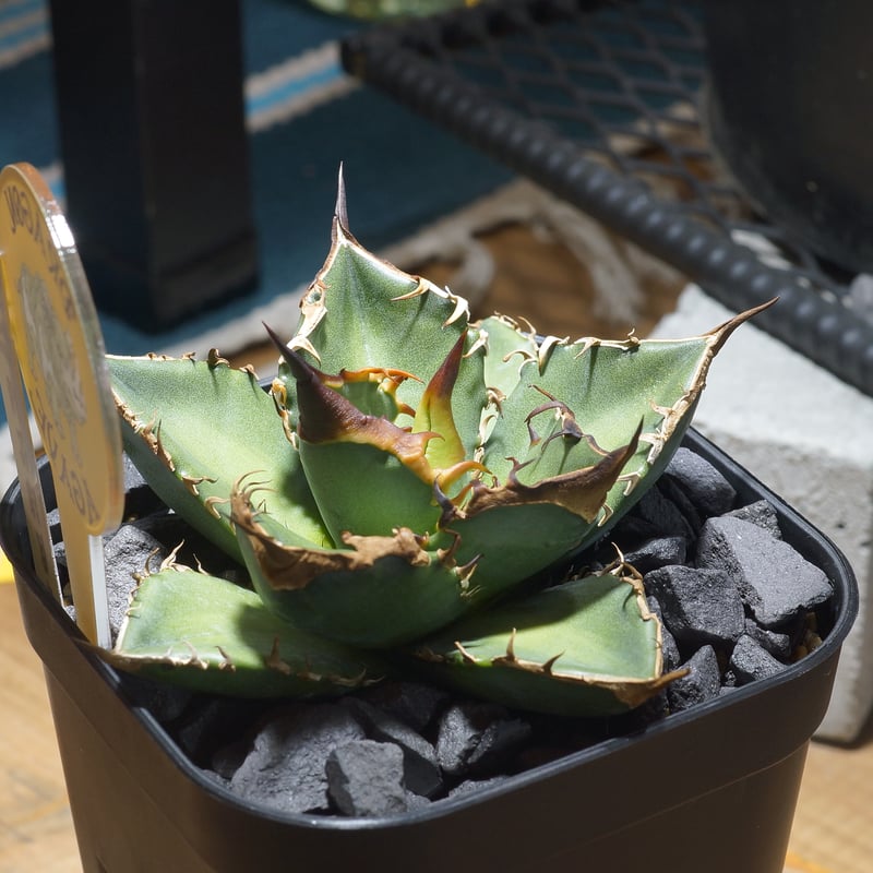 アガベ チタノタ 緑犀牛/ Dragon Agave産 GR-02 | アガベ専門店 モンス