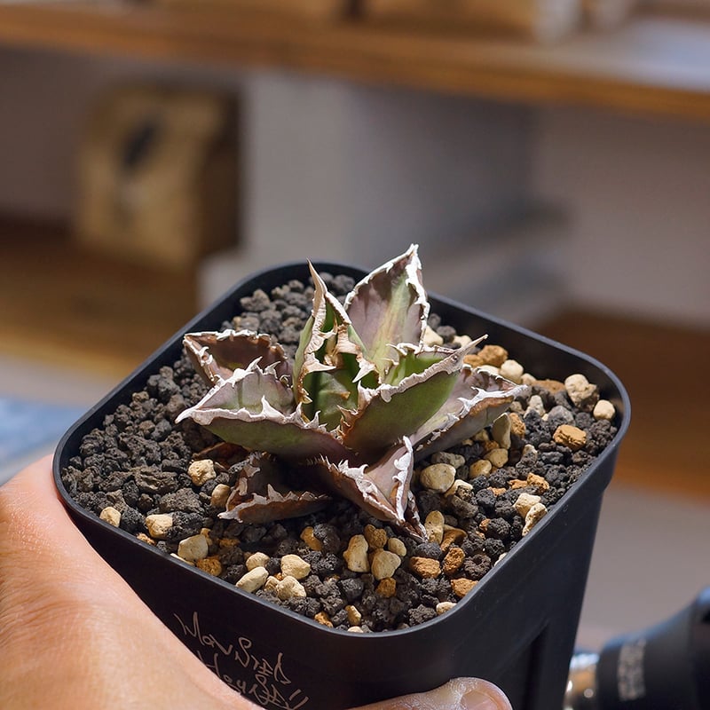 アガベ チタノタ 狼人 RN-01 | アガベ専門店 モンスターハウス