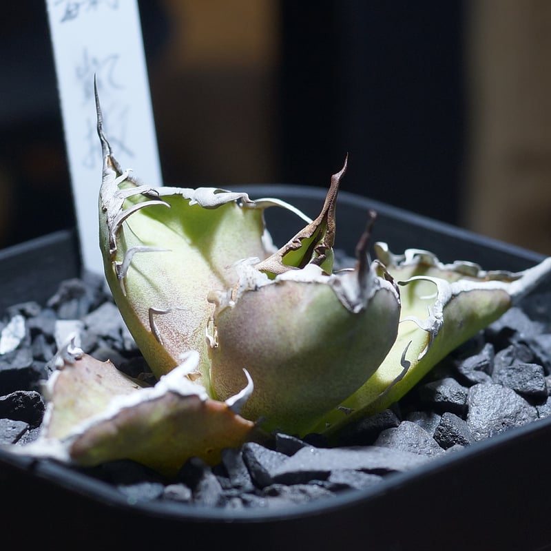 【最終値下げ】アガベ　チタノタ　シーザー 凱撒 Agave Titanota 'caesar' - アガベ チタノタ “シーザー” - 凱撒