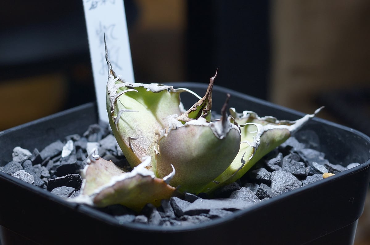 アガベ チタノタ シーザー 凱撒/ 毒刺産 cae-13 | アガベ専門店