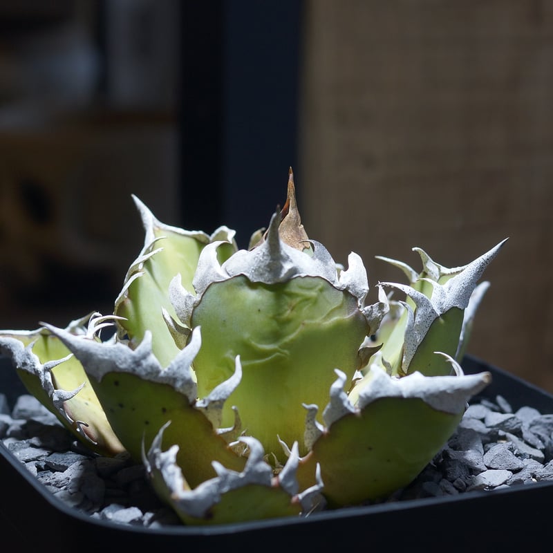 アガベ チタノタ レッドキャットウィーズル / 赤猫 RC-09 | アガベ専門