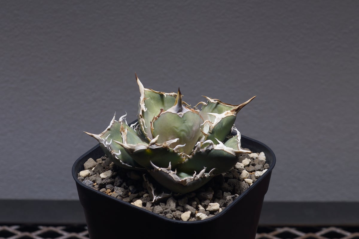 アガベ オテロイ FO-76/子株 F-28 | アガベ専門店 モンスターハウス