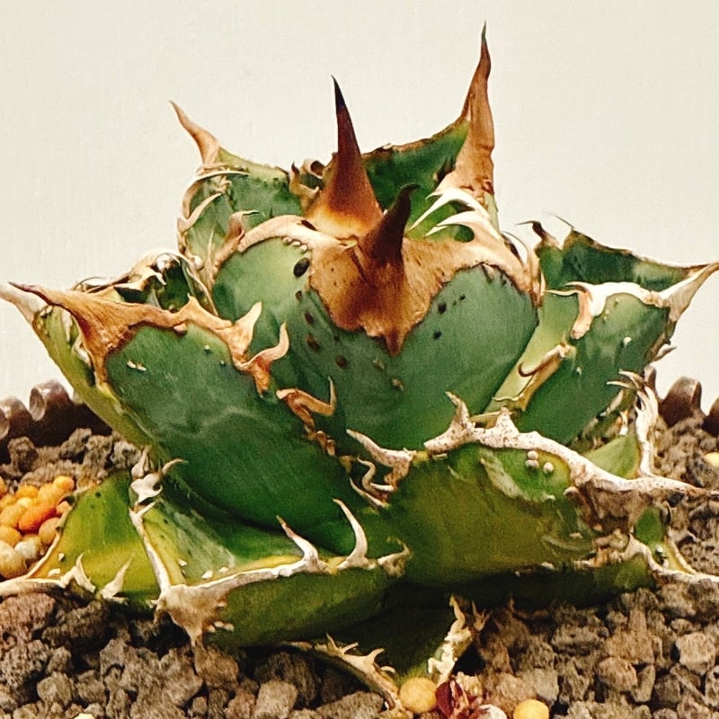 アガベ チタノタ Dennis 018/ Dragon Agave産 D018-01 | ア