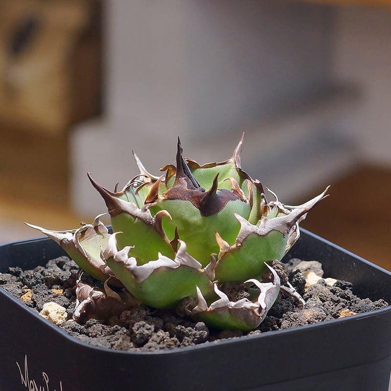 アガベ チタノタ ハデス / 黒帝斯 HD-04 | アガベ専門店