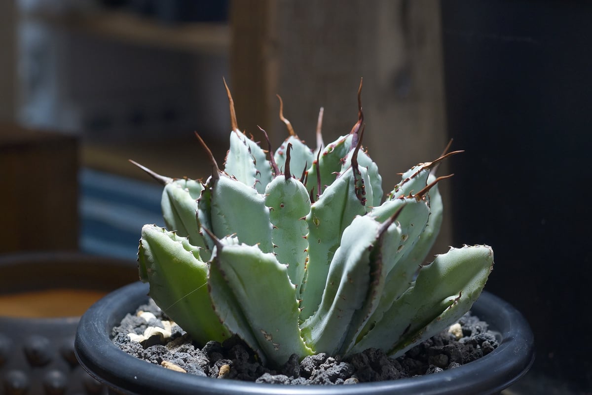 60株多肉植物 アガベ　ポタトラム　キュービック アガベ ポタトラム キュービック / Agave potatorum cubic / PC-