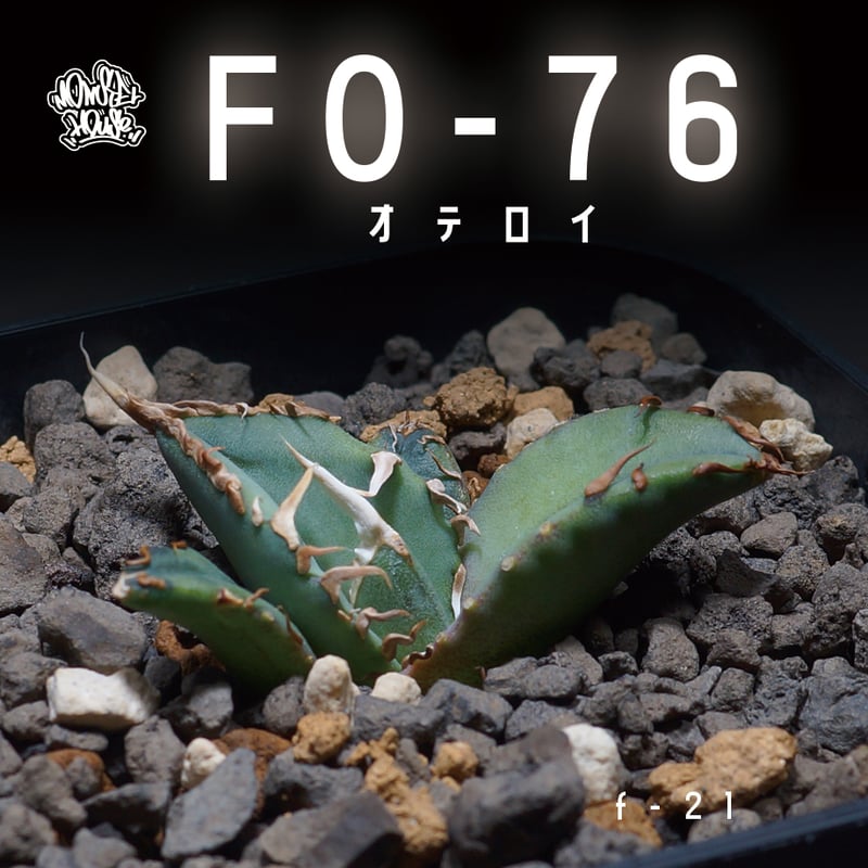 アガベ なかろ オテロイFO-076 厳龍種子20粒+1粒メキシコ アガベ なかろ オテロイFO-076 厳龍種子20粒+1粒メキシコ