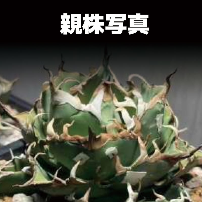 【美株】アガベ チタノタ ハデス 黒帝斯 Hades中株 ※鉢のまま発送 アガベ チタノタ ハデス / 黒帝斯 HD-07 | アガベ専門店