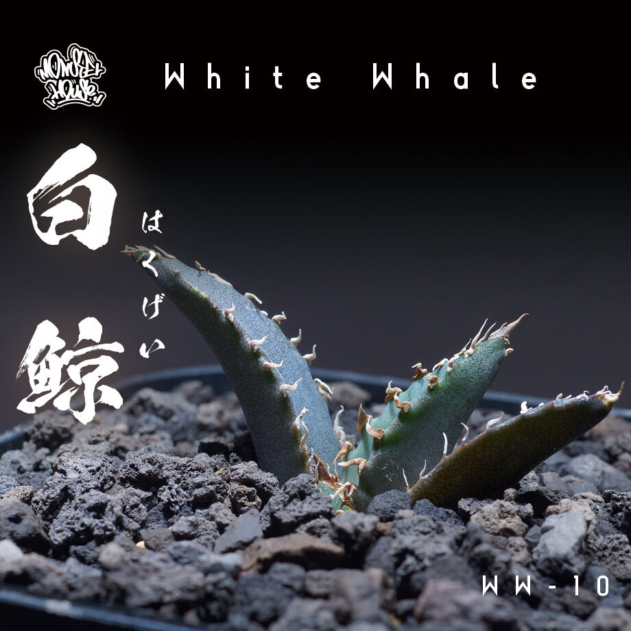 厳選個体】アガベチタノタ白鯨 子株 鉢付き（WW-10） | アガベ