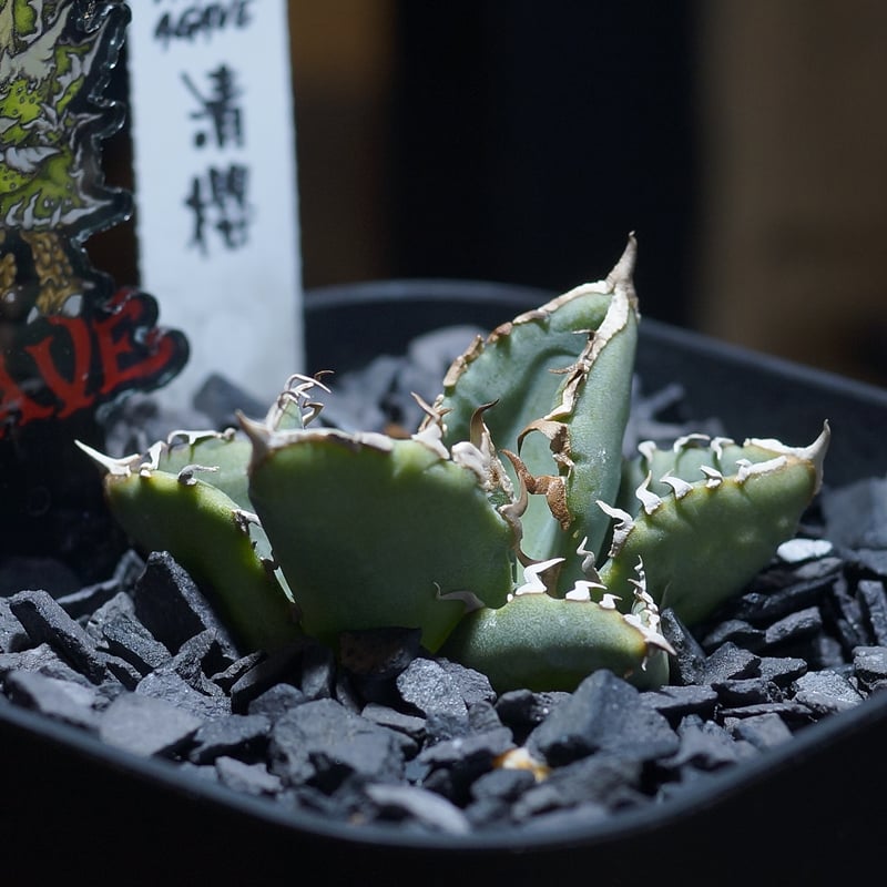 アガベ チタノタ 清櫻/ Dragon Agave産 so-02 | アガベ専門店 モンスタ