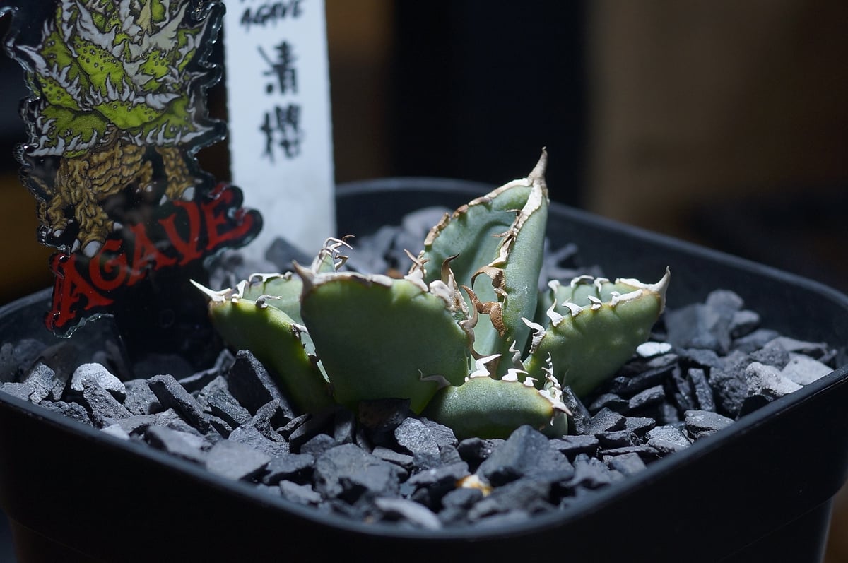 アガベ チタノタ 清櫻/ Dragon Agave産 so-02 | アガベ専門店 モンスタ