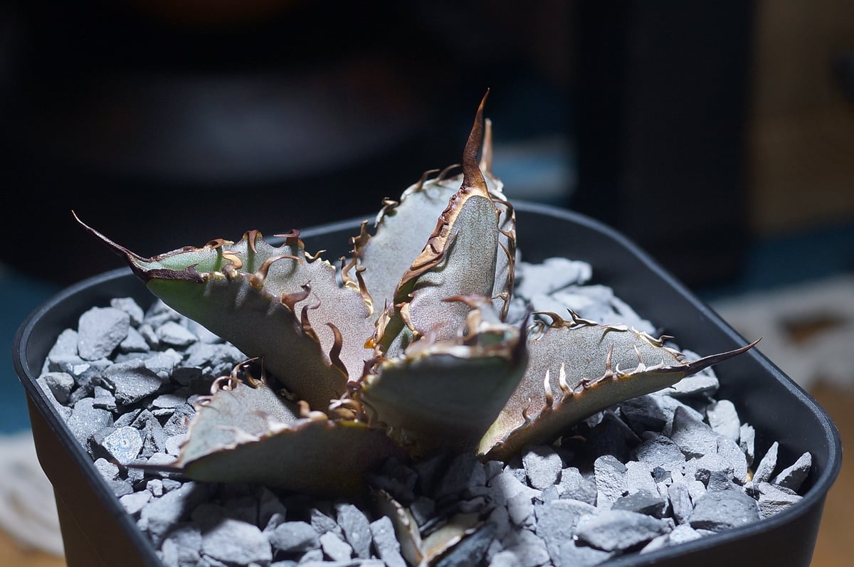 アガベ チタノタ 猟豹/ Dragon Agave産 ct-01 | アガベ専門店 モンスタ