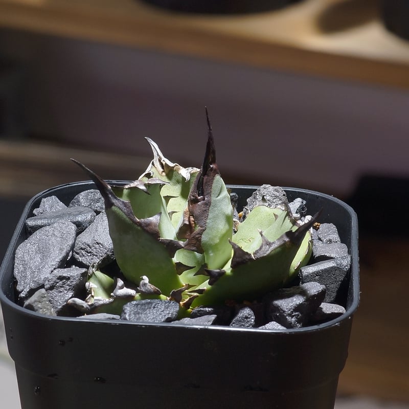 アガベ チタノタ ブルー実生/ Dragon Agave産 bs-04 | アガベ専門店 モ