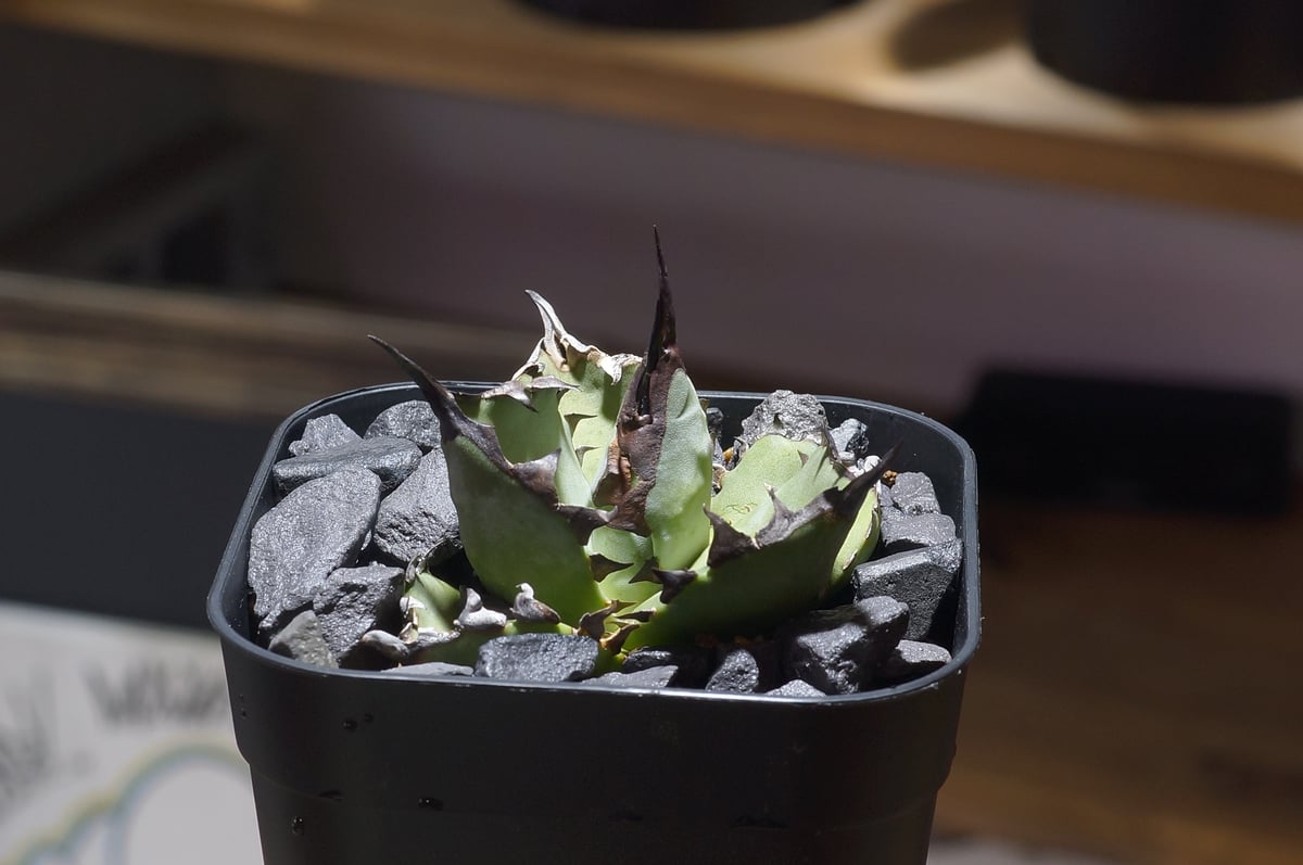 アガベ チタノタ ブルー実生/ Dragon Agave産 bs-04 | アガベ専門店 モ