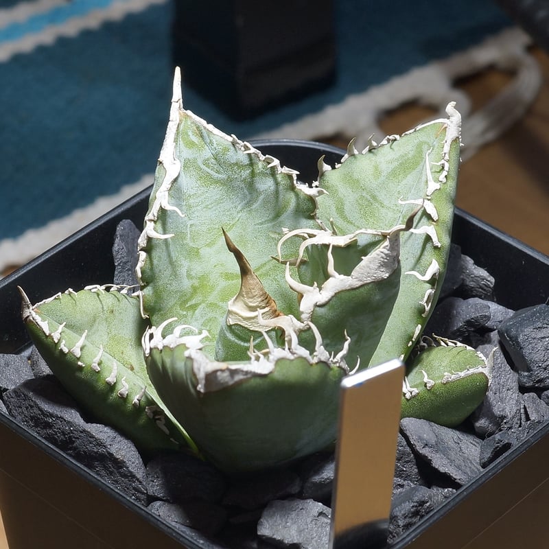 アガベ チタノタ 悪魔くん ak-01 | アガベ専門店 モンスターハウス