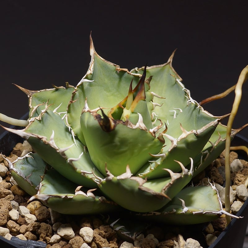 【高騰品種】シーザー × 覇王竜 強棘タイプ アガベ チタノタ 高騰品種】シーザー × 覇王竜 強棘タイプ アガベ チタノタ 【公式通販】