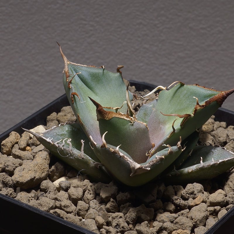 アガベ チタノタ 黒豹/子株 BP-02 | アガベ専門店 モンスターハウス