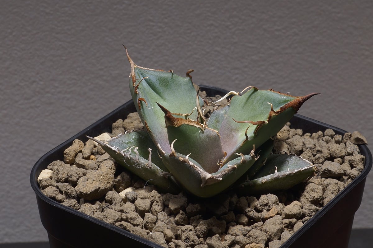 コレクション株 アガベ COK CG02 コレクション株 アガベ COK CG02