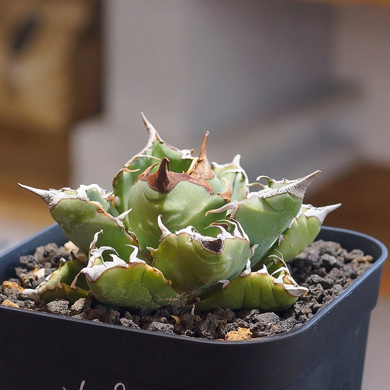 アガベ チタノタ 魔丸 / MG-05 | アガベ専門店 モンスターハウス