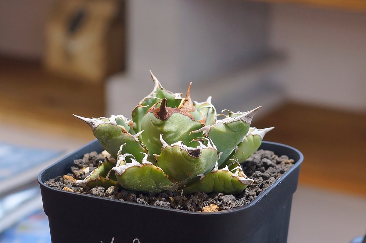 【コレクション株】アガベ　チタノタ　魔丸　中株　良型 アガベ チタノタ 魔丸 / MG-05 | アガベ専門店 モンスターハウス