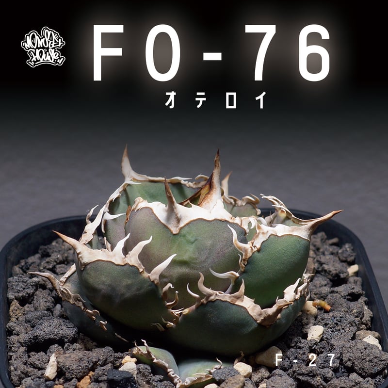 アガベ オテロイ FO-76/子株 F-27 | アガベ専門店 モンスターハウス アガベ オテロイ FO-76/子株 F-27 | アガベ専門店 モンスターハウス