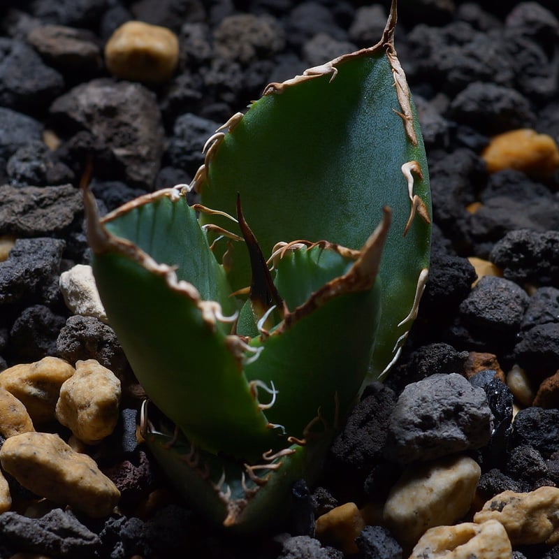 アガベ チタノタ ナンバーワン錦 子株 鉢付き（N1-02） | アガベ専門店