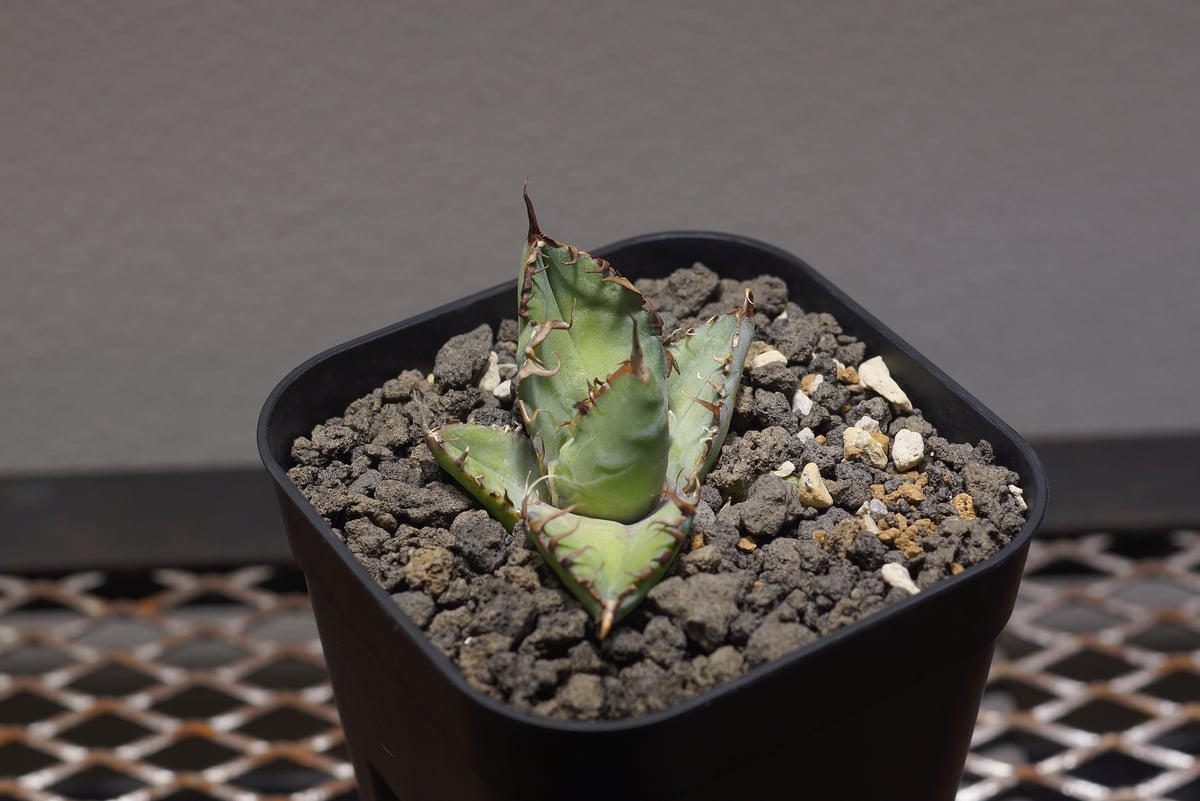 アガベ チタノタ ブラックアンドブルー/bb-35 | アガベ専門店