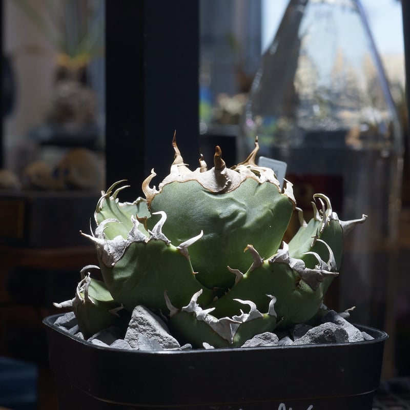 アガベ チタノタ 魔丸 / MG-11 | アガベ専門店 モンスターハウス