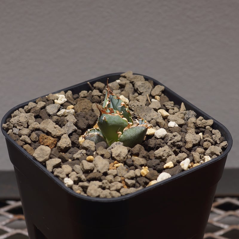 【強刺・鉢ごと発送】アガベ チタノタ 白鯨 実生株　⑥ ボール株 美株 大株 アガベ チタノタ 白鯨 鉢付き ボール株 美株 大