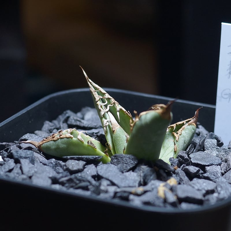 アガベ　チタノタ　毒刺G 子株　毒刺 アガベ チタノタ 毒刺GT/ 毒刺産 dgt-01 | アガベ専門店 モンスターハウス