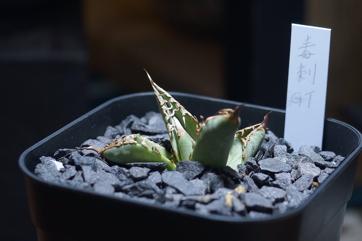 アガベ　チタノタ　毒刺G 子株　毒刺 アガベ チタノタ 毒刺GT/ 毒刺産 dgt-01 | アガベ専門店