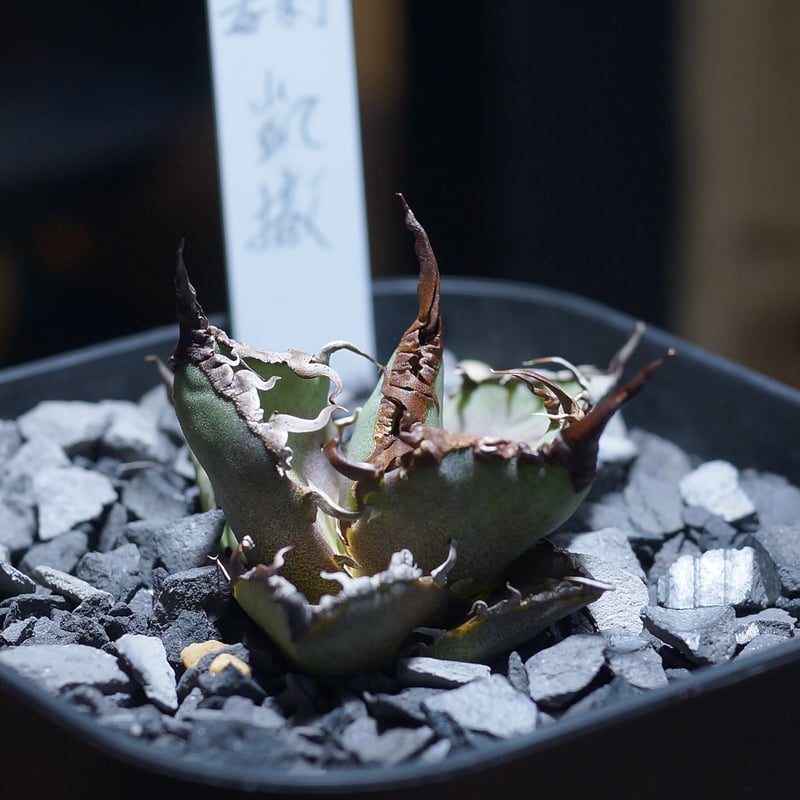 アガベ チタノタ シーザー 凱撒/ 毒刺産 cae-12 | アガベ専門店