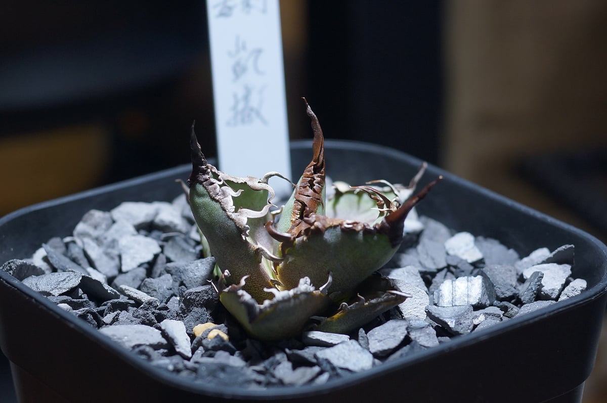 アガベ チタノタ シーザー 凱撒/ 毒刺産 cae-12 | アガベ専門店