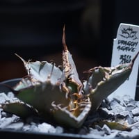 アガベ チタノタ ブラックアンドブルー（bb-15）BB子株 | アガベ専門店