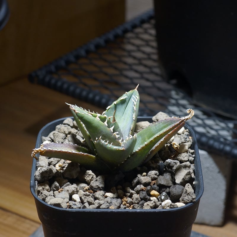 アガベ チタノタ　海王　台湾株 fit=scale-down,w=1200