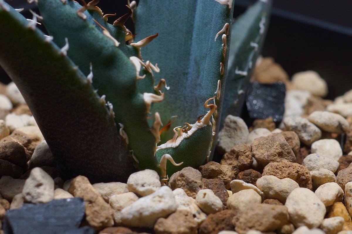 アガベ チタノタ 白鯨 子株 鉢付き（WW-15） | アガベ専門店