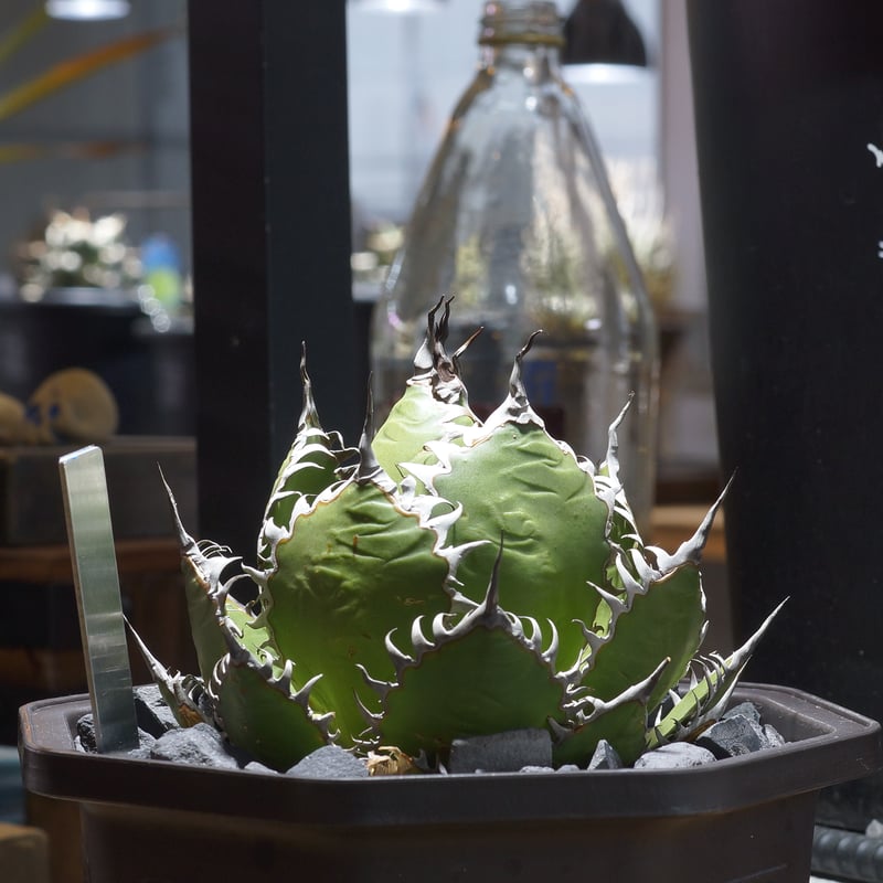 アガベ ホリダ hh-02 | アガベ専門店 モンスターハウス
