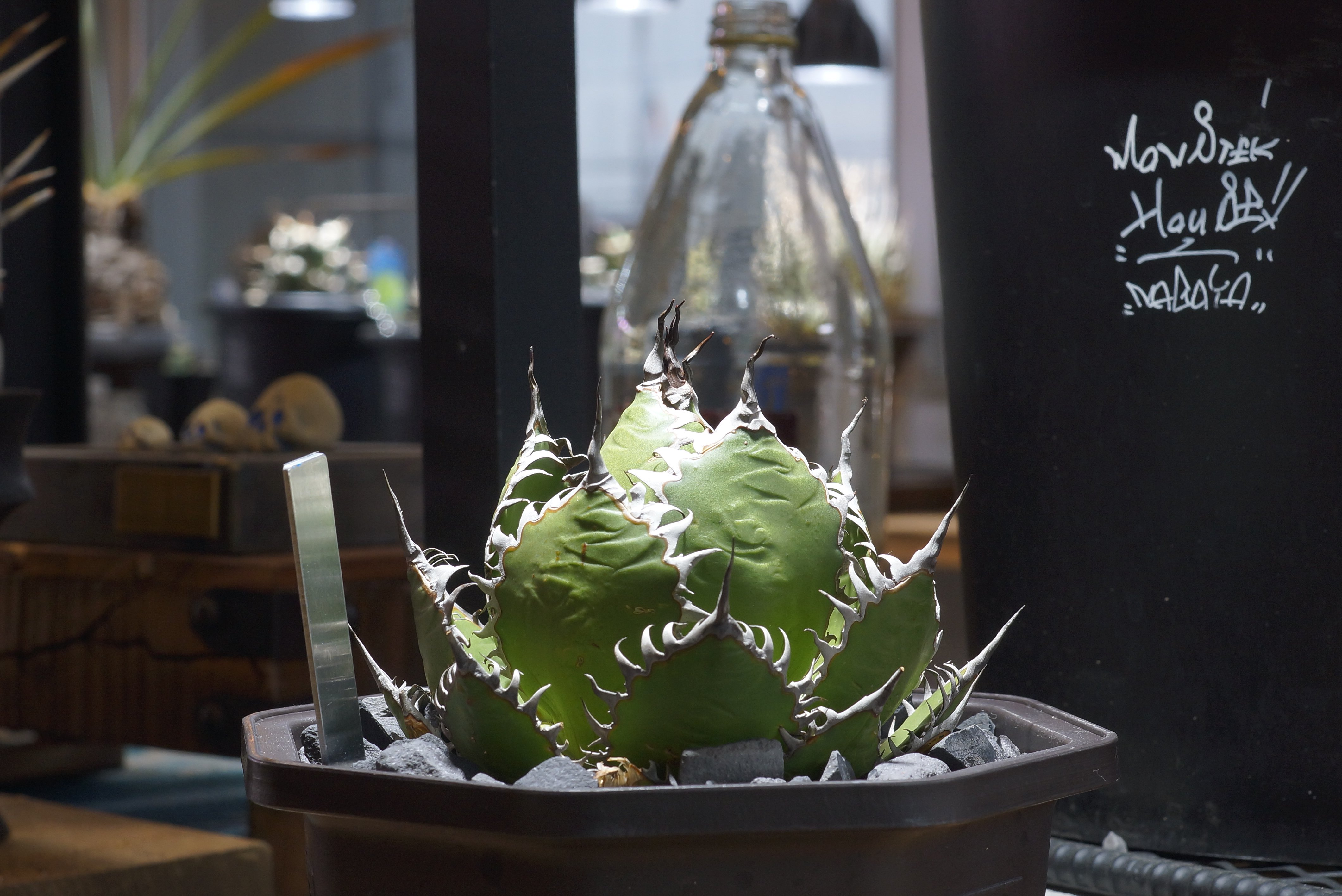 アガベ ホリダ hh-02 | アガベ専門店 モンスターハウス