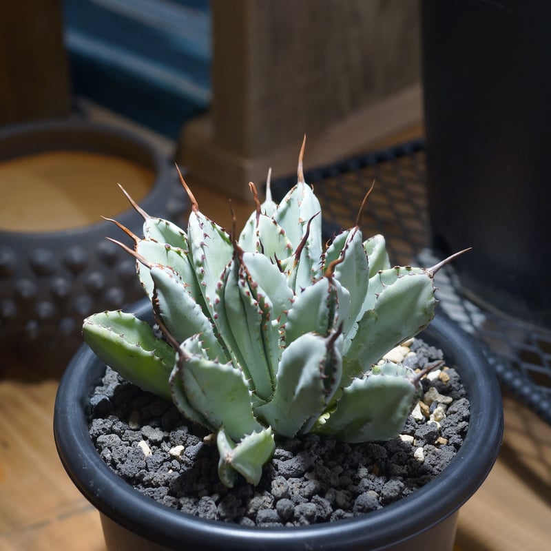 アガベ　キュービック　大株 アガベ ポタトラム キュービック / Agave potatorum cubic / PC-