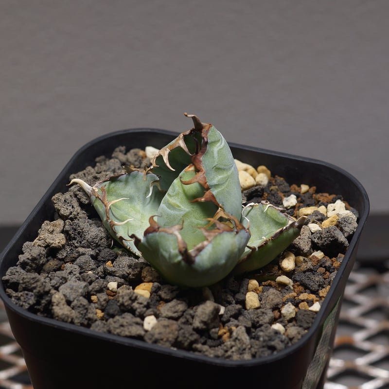 育成株】チタノタブルーダイヤモンド チタノタBB アガベ アガベ チタノタ