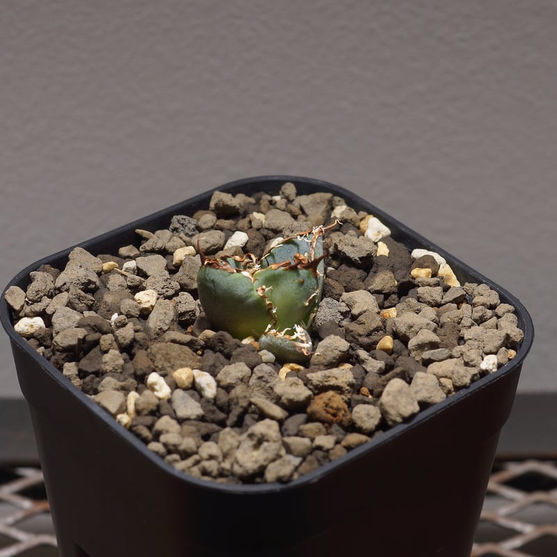 アガベ チタノタ 白鯨/ww-19 | アガベ専門店 モンスターハウス