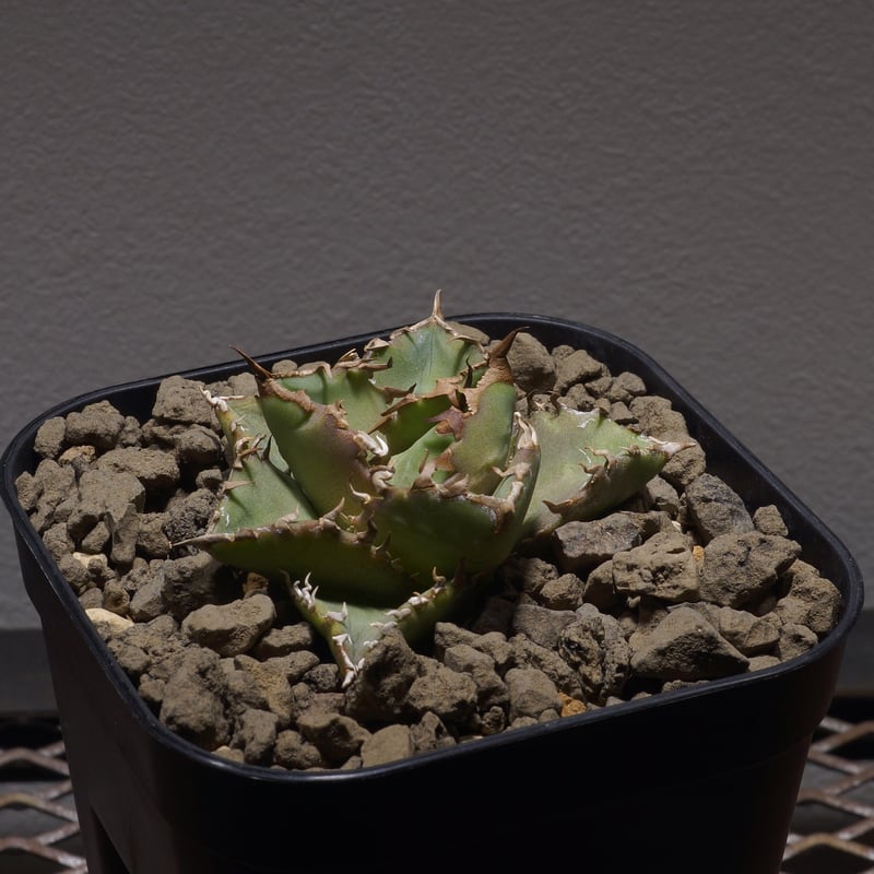 ゆうた イベコレ あんスタ 葵ゆうた イベコレ 缶バッジ