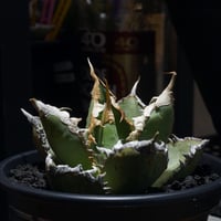 アガベ チタノタ X犀牛/ Dragon Agave産 xr-01 | アガベ専門店 モンス