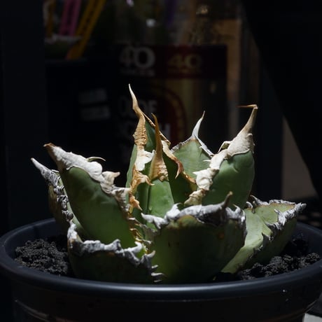 CATEGORY 新商品 | アガベ専門店 モンスターハウス