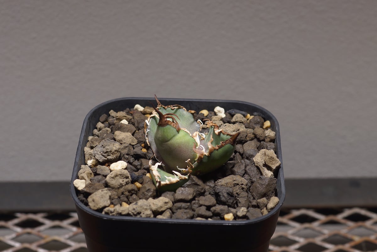 アガベ チタノタ シーザー 凱撒/cae-03 | アガベ専門店 モンスターハウス