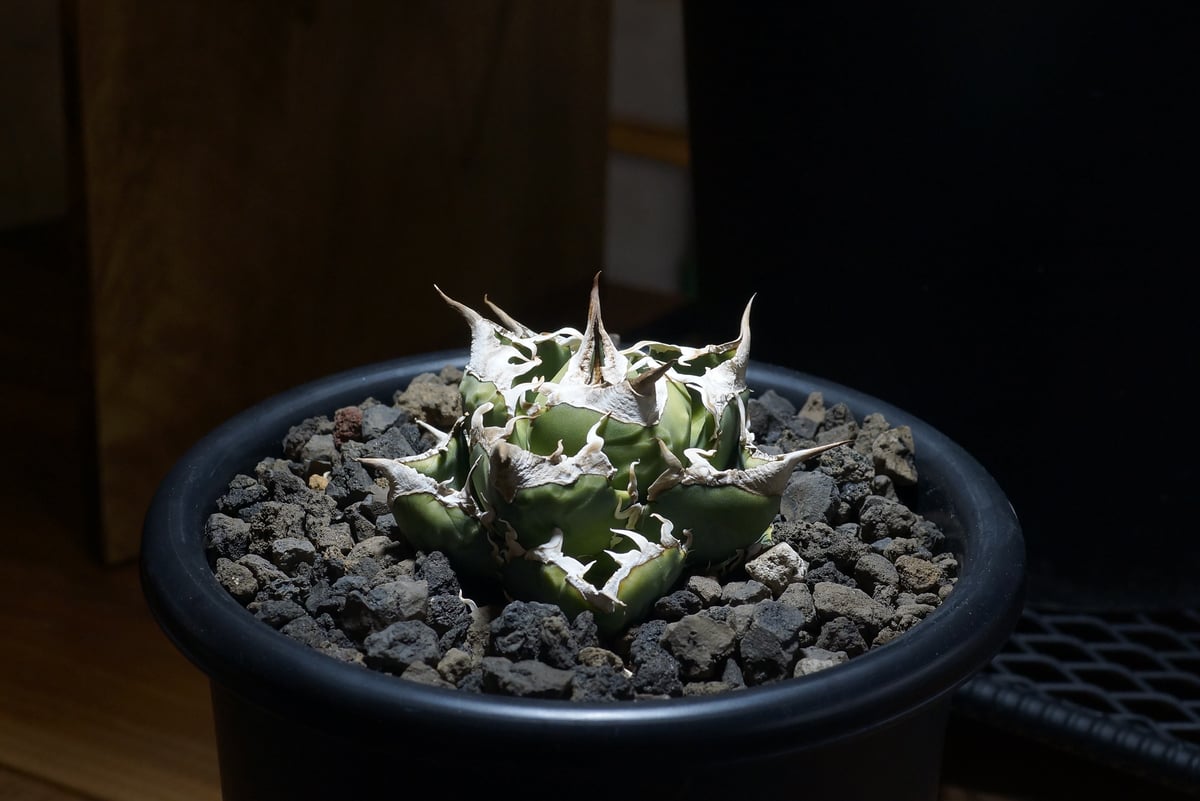 【親株】アガベ SAD 南アフリカダイヤモンド 🌿 Agave titanota '南アフリカダイヤモンド' ✨育成記録