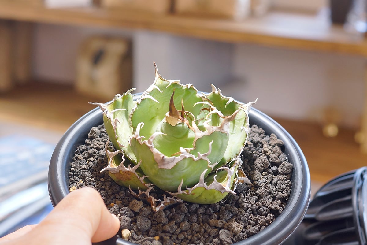 アガベ　白鯨　チタノタ アガベ・チタノタ白鯨（ボールタイプ）中-070｜agave titanota